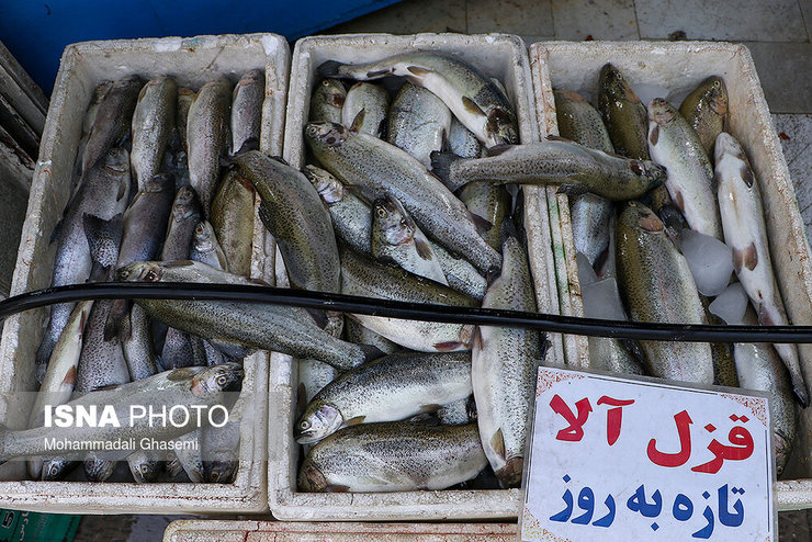 قیمت هر کیلو ماهی قزل آلا برای شب یلدا چند؟