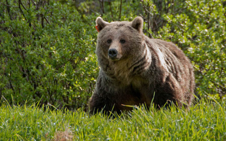 احوالپرسی فعال محیط زیست با خرس قهوه‌ای در جنگل‌های مازندران + فیلم