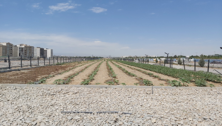 کاشت محصولات کشاورزی پاییزه در اولین بوستان کشاورزی شهری ایران