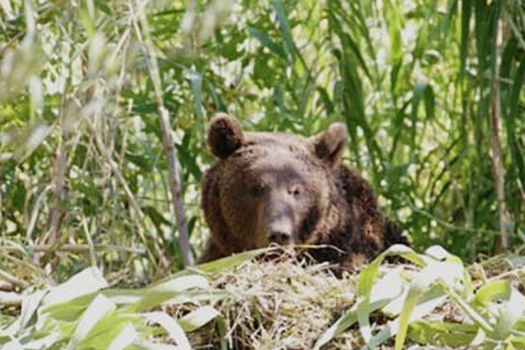 جزئیاتی از خبر آتش زدن خرس قهوه‌ای در آذربایجان شرقی