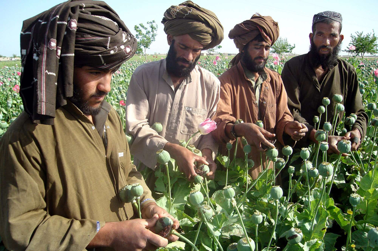 رهبر طالبان کشت و تولید مواد مخدر را ممنوع کرد