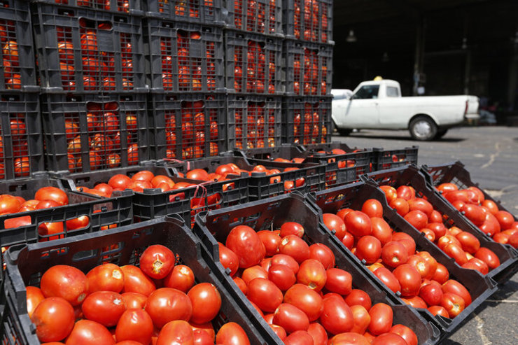 گوجه فرنگی ارزان شد | کاهش تقاضا در بازار میوه مشهد