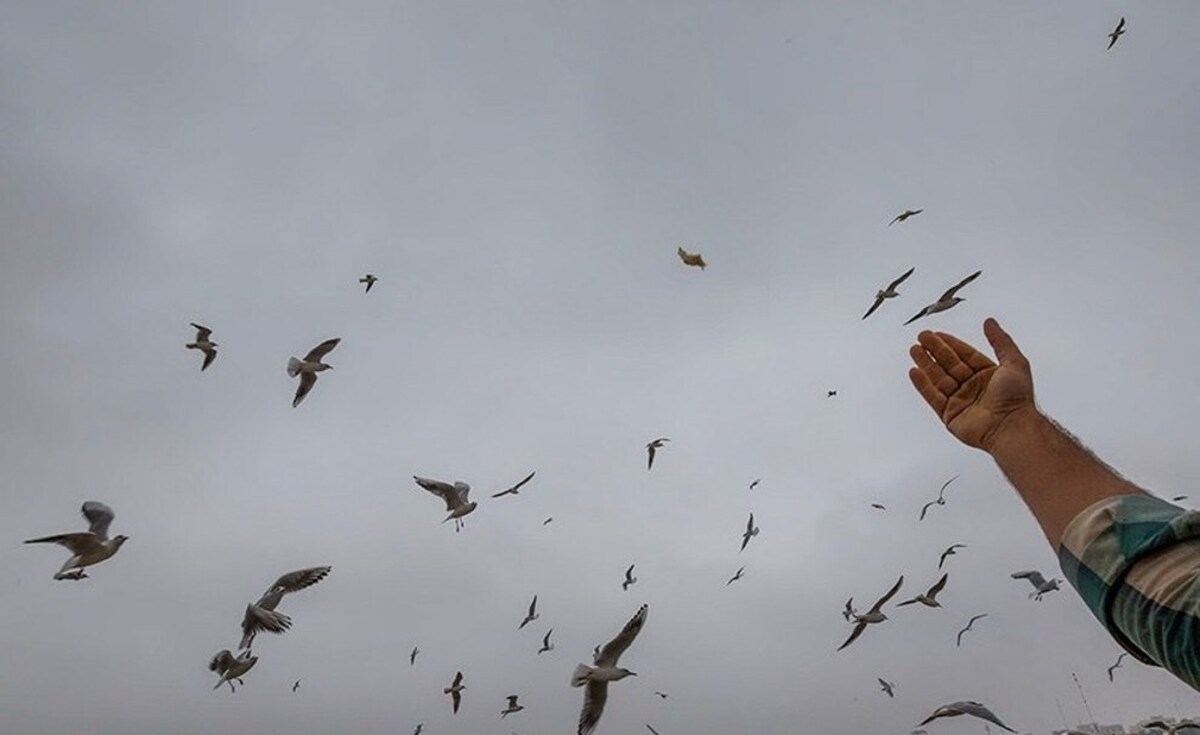 ویدئو| پرواز پرندگان مهاجر بر فراز کارون