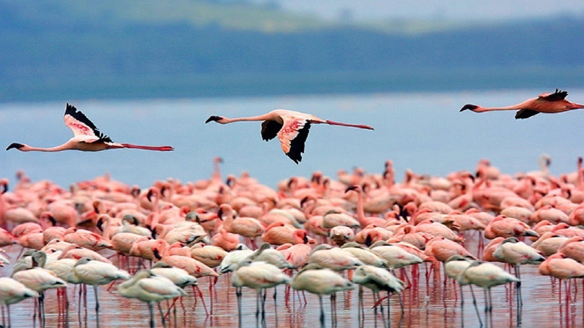 ویدئو| زیبایی پرواز فلامینگوها در دریاچه ای در کنیا