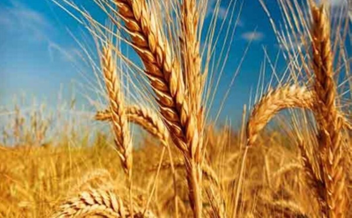 ۸۲ هزار هکتار از مزارع گندم خراسان رضوی تحت پوشش کشت قراردادی هستند
