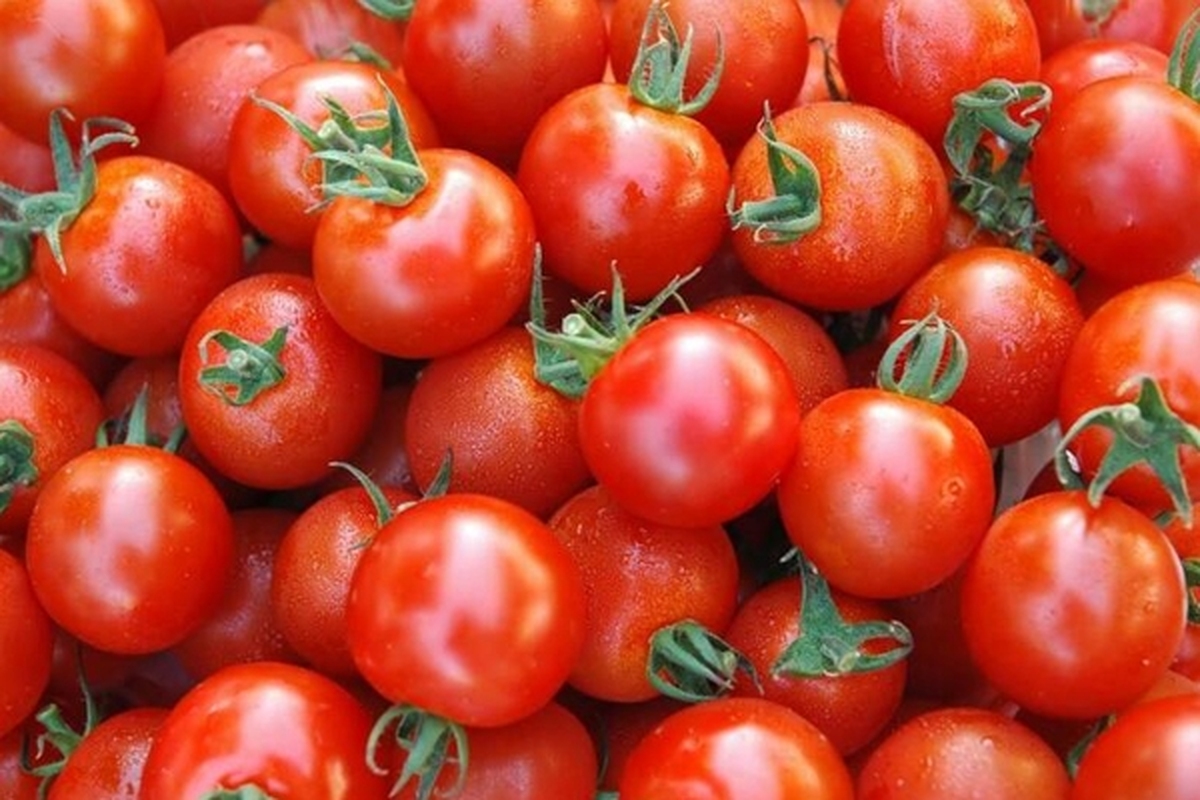 افزایش ۲۰ درصدی قیمت گوجه فرنگی