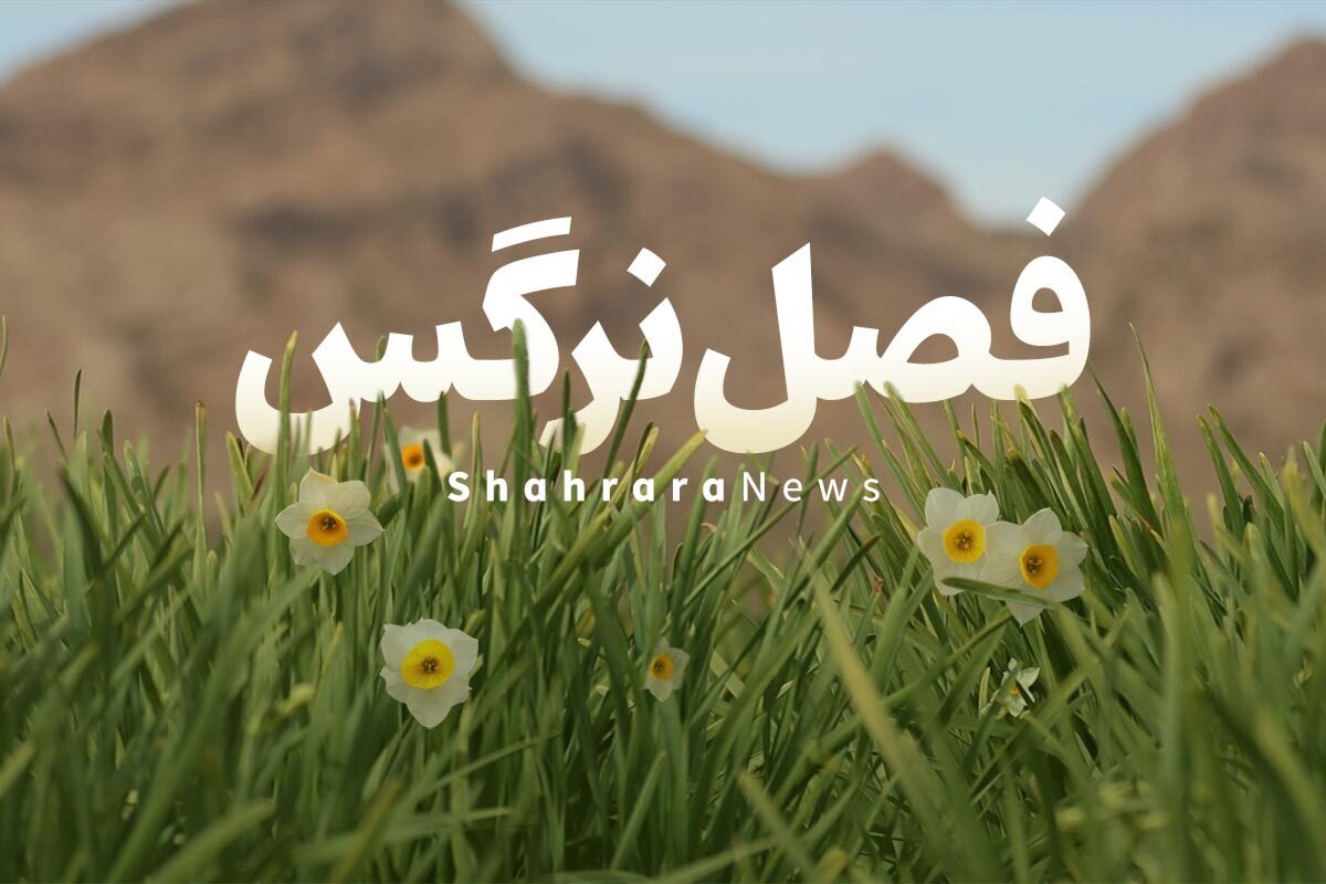 ویدئو| فصل نرگس؛ روایت جذاب گل‌ها از حاشیه کویر تا بازار گل مشهد