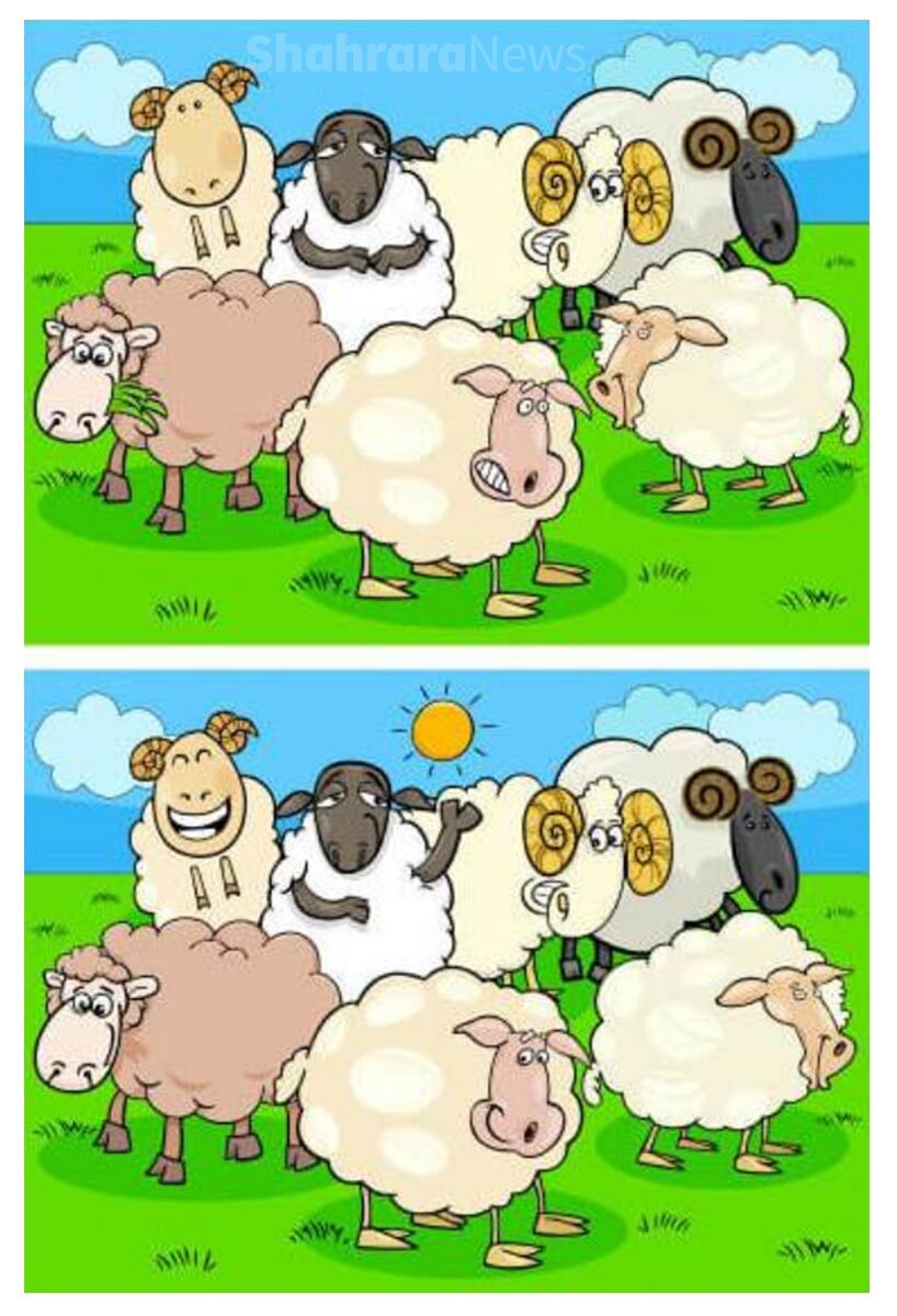 سرگرمی و بازی با تصاویر | گوسفندان مزرعه