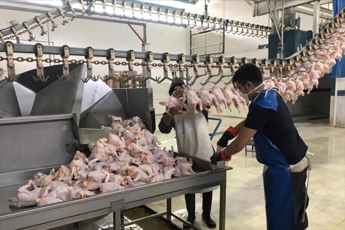 قیمت مرغ افزایش یافت (۲۸ بهمن ۱۴۰۱) + جزئیات