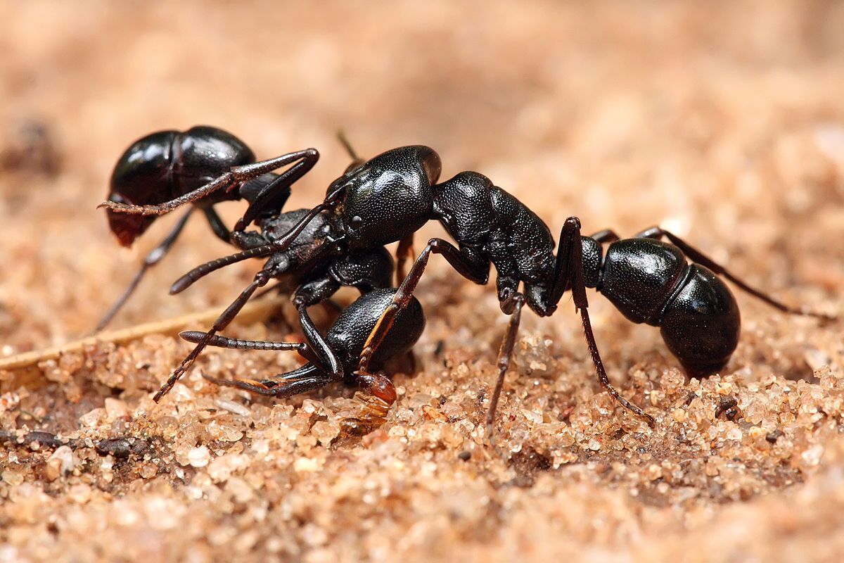 ویدئو| تلاش عجیب مورچه‌ها برای ساخت یک پل