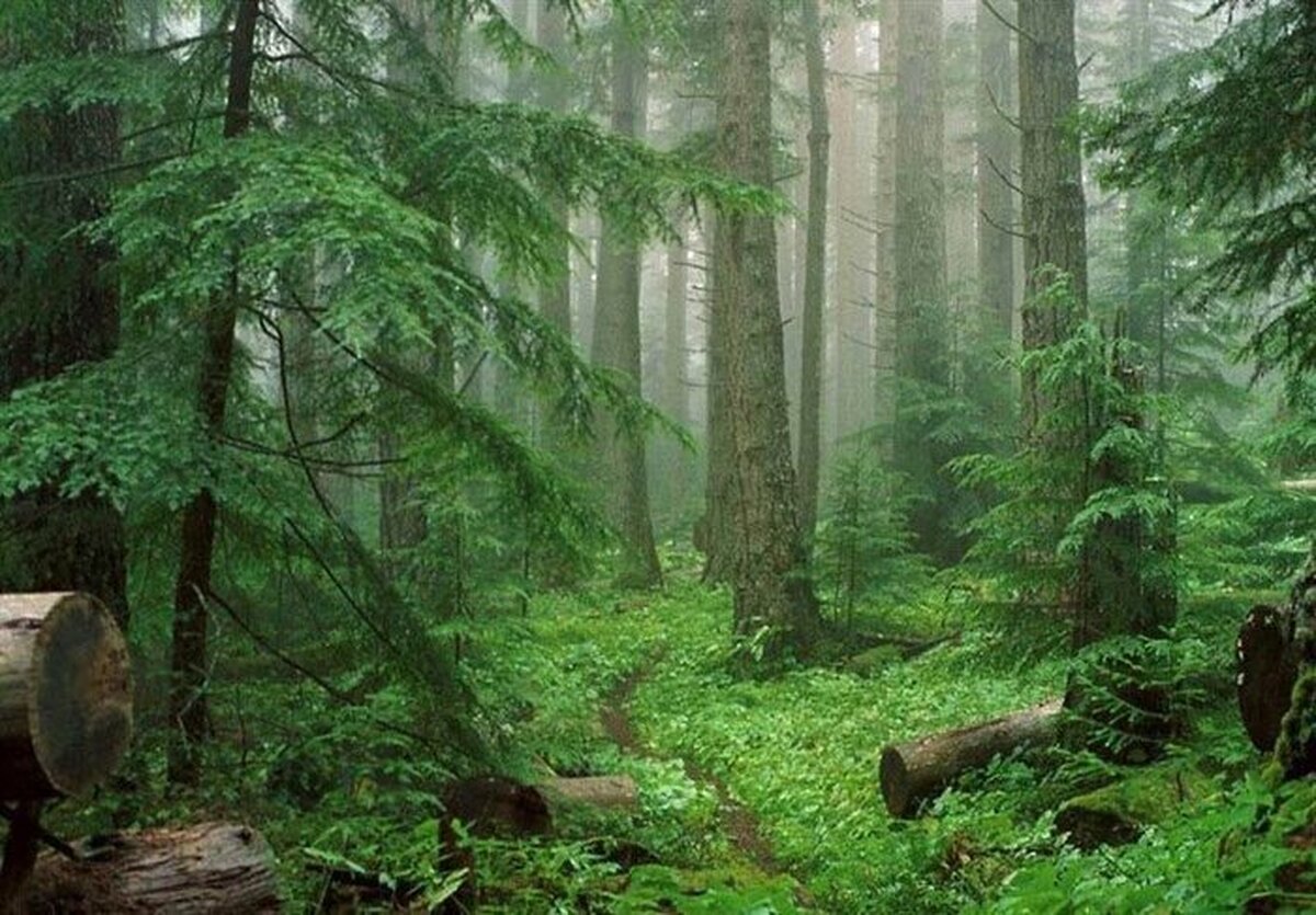 سطح جنگل‌های شمال به ۲ میلیون هکتار کاهش یافت