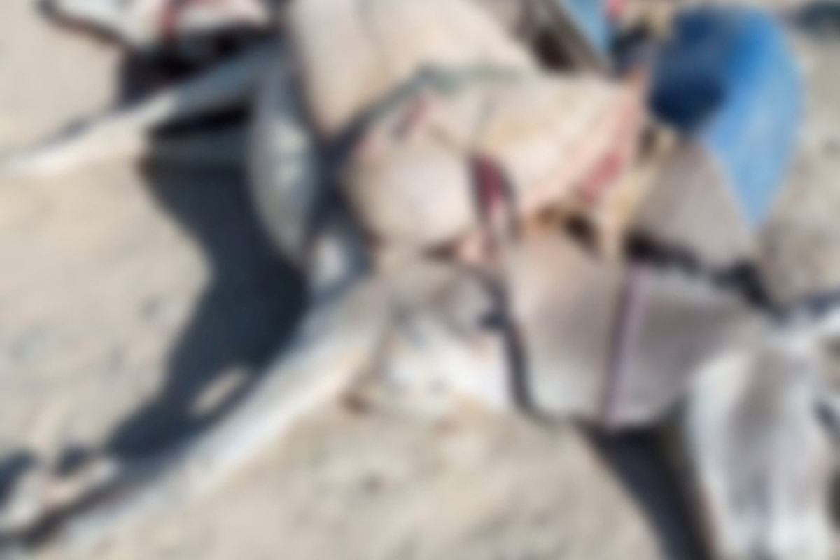 ماجرای فیلم کشتار الاغ‌ها در سیستان و بلوچستان چیست؟