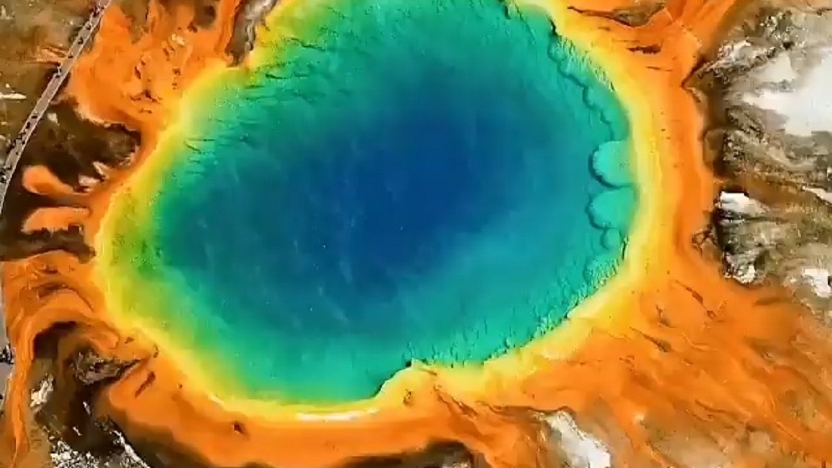 ویدئو| حوضچه گل نیلوفر در آمریکا