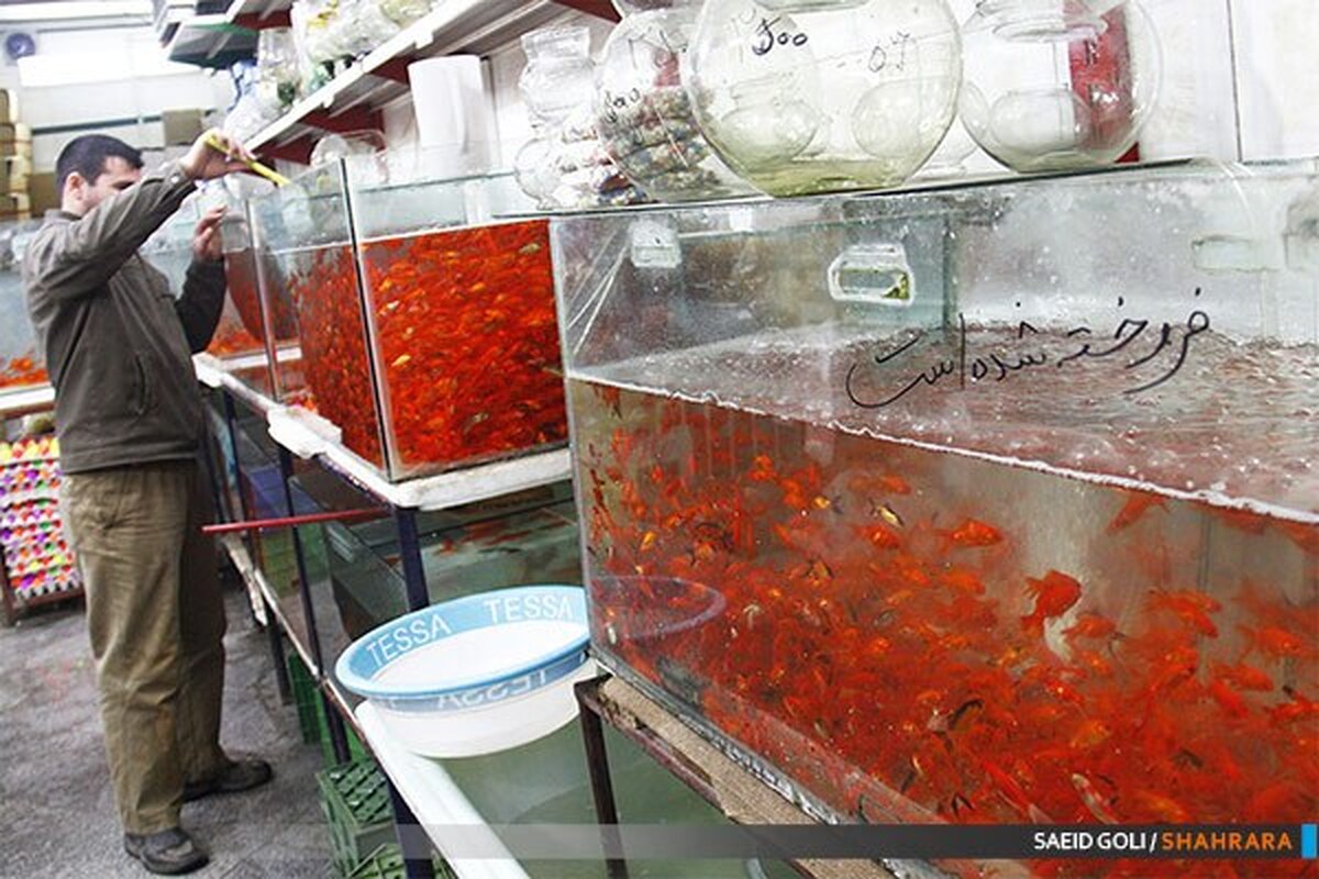 ماهی قرمز تازه خریداری شده را به مدت دو هفته در ظرف جدا قرنطینه کنید