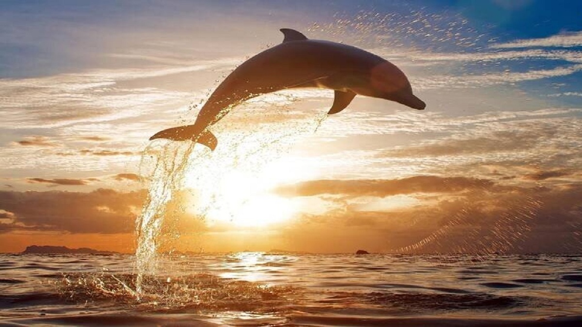 ویدئو| موج سواری دلفین ها با آدمها