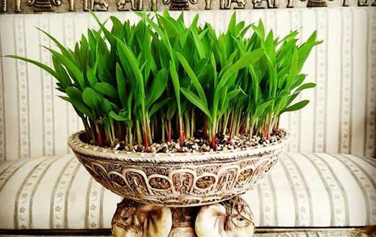 نحوه کاشت و تزئین سبزه سفره هفت سین عید نوروز ۱۴۰۲