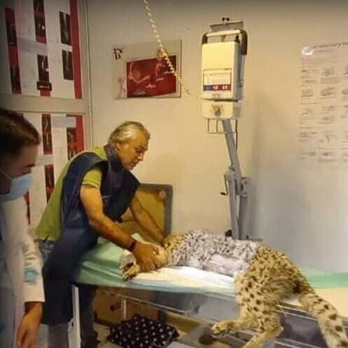 نخستین عکس از «پیروز» یوزپلنگ ایرانی در بیمارستان