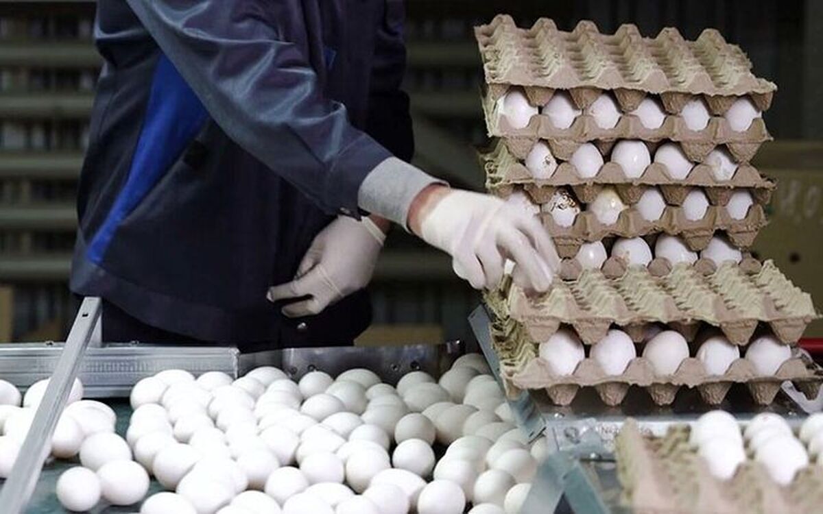 آخرین وضعیت تولید و توزیع تخم مرغ درخراسان رضوی