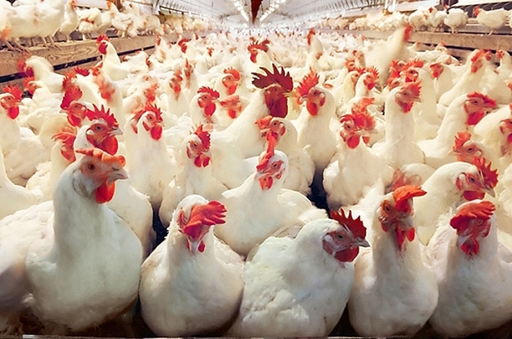 توصیه‌های اداره کل دامپزشکی استان به مرغداران برای پیشگیری از مخاطرات سیل