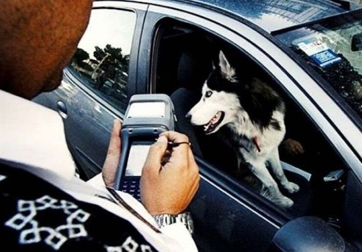 انتقاد رئیس پلیس راهور تهران از نرخ پایین جرائم| جریمه سگ‌گردانی در خودرو از هزینه غذای سگ هم کمتر است