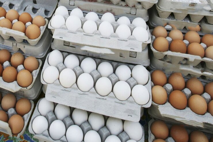 تولید تخم‌مرغ در کشور رکورد زد + فیلم