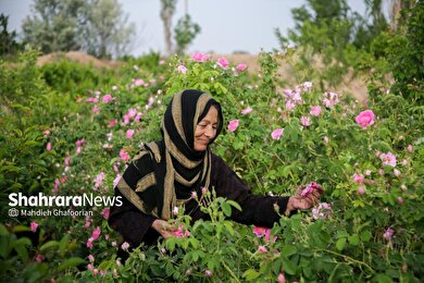 برداشت گل محمدی در روستای فرخد در نزدیکی مشهد
