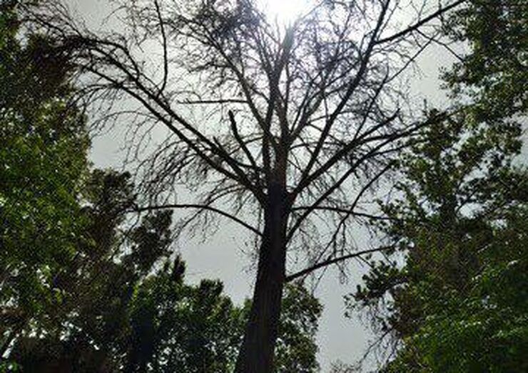 سارقانی که به «درختان خیابان» هم رحم نکردند، دستگیر شدند