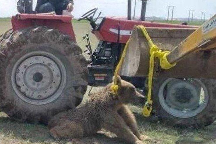 تلف شدن یک قلاده خرس در اردبیل | شکستگی پا و لگن خرس با استفاده از تراکتور! + فیلم