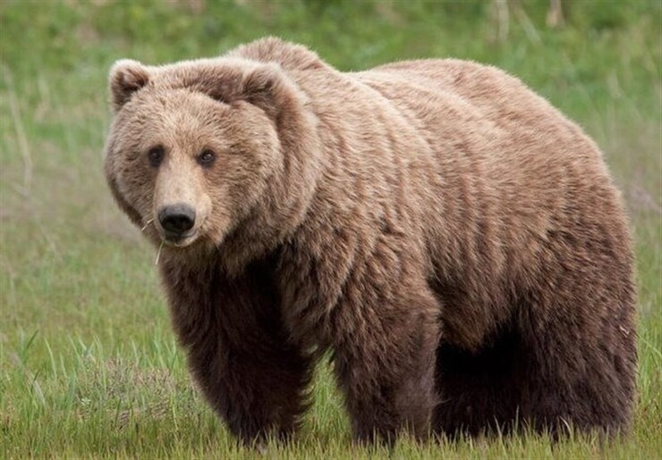 کشته شدن یک قلاده خرس قهوه‌ای این بار در آمل + عکس