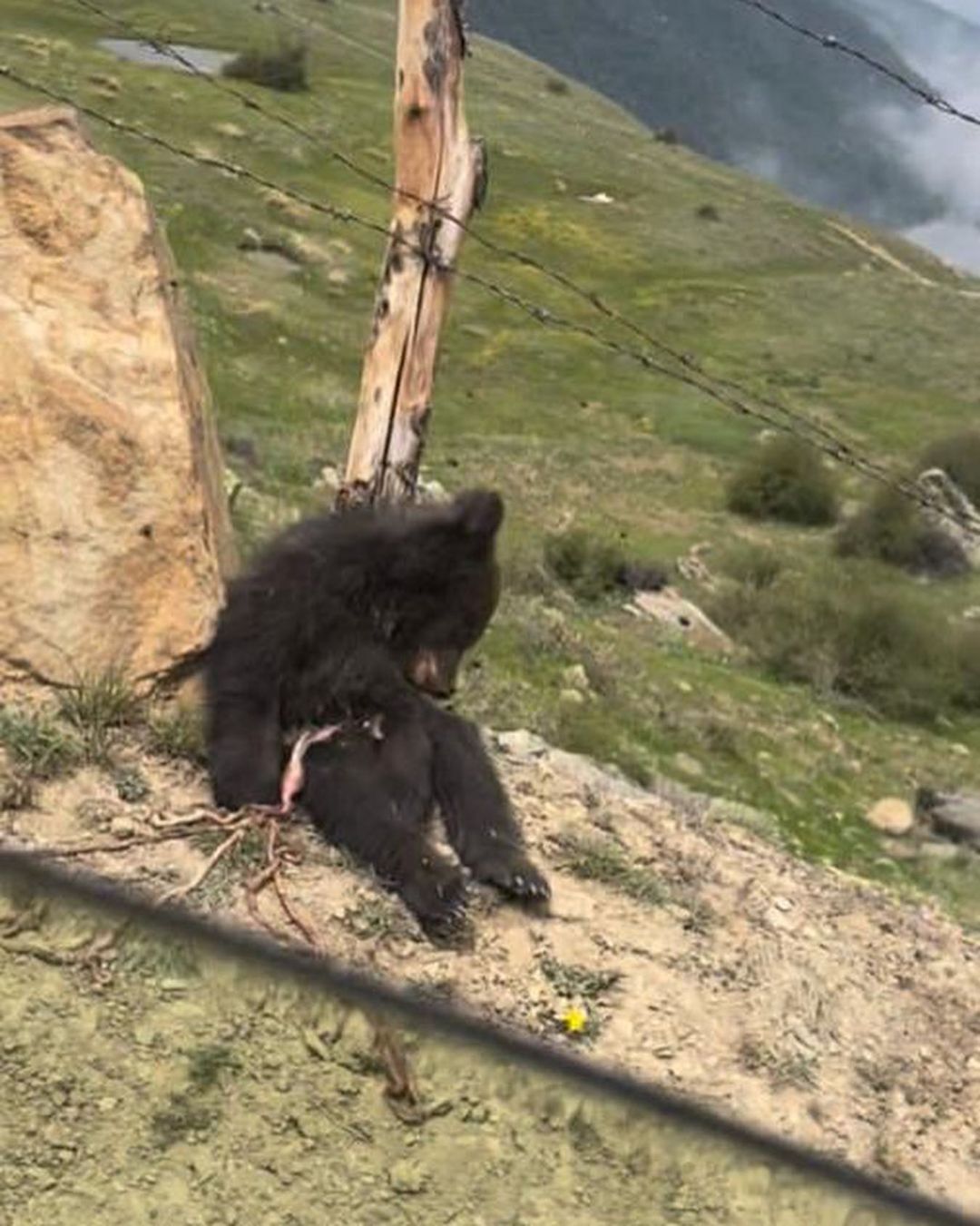 کشته شدن یک قلاده خرس قهوه‌ای این بار در آمل + عکس