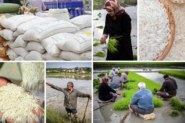 کناره‌گیری دولت از تنظیم بازار برنج| ممنوعیت واردات لغو می‌شود