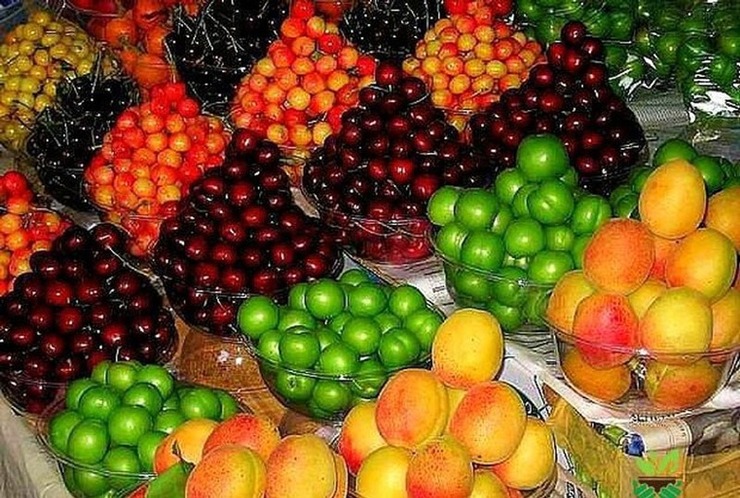 پیش‌بینی کاهش حداقل ۱۰ درصدی قیمت میوه‌های نوبرانه در بازار