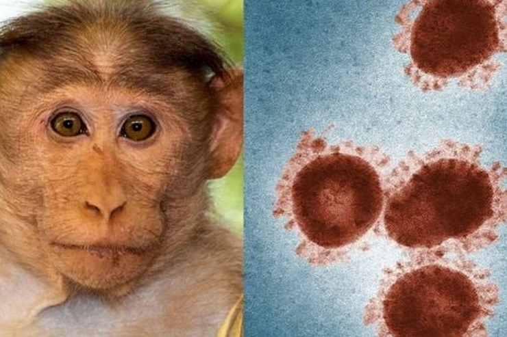موردی از آبله میمونی در کشور شناسایی شده است؟