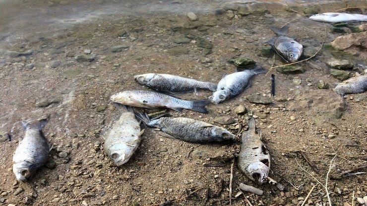 ویدئو| تلف شدن هزاران ماهی در رودخانه قلعه سنگی خرم آباد
