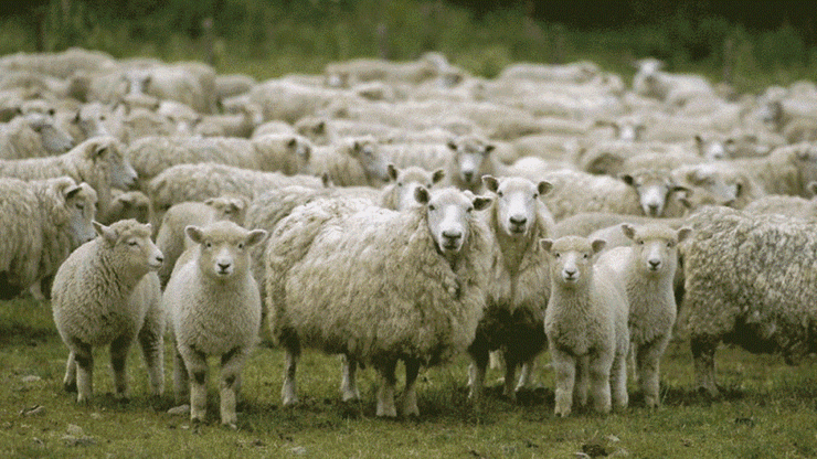 ویدئو| استفاده از هوش مصنوعی برای شمارش گوسفندان