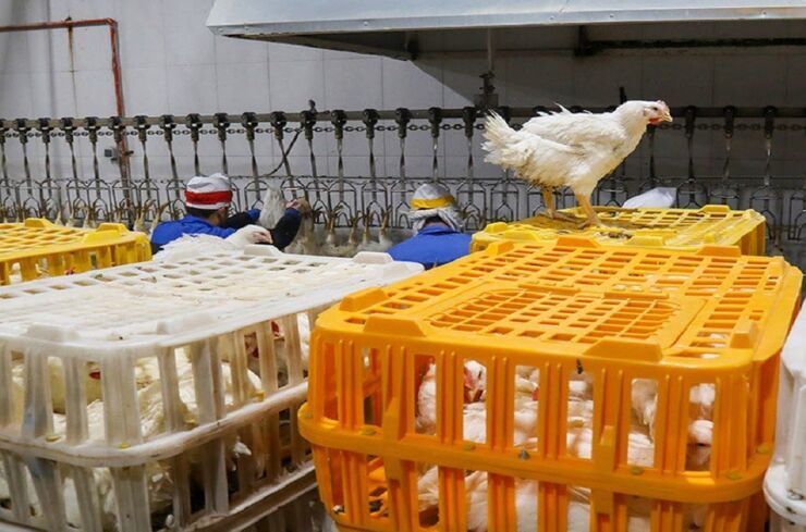 قیمت مرغ زنده رو به کاهش | قیمت مرغِ گَرم ۵۴ هزار تومانی منطقی نیست