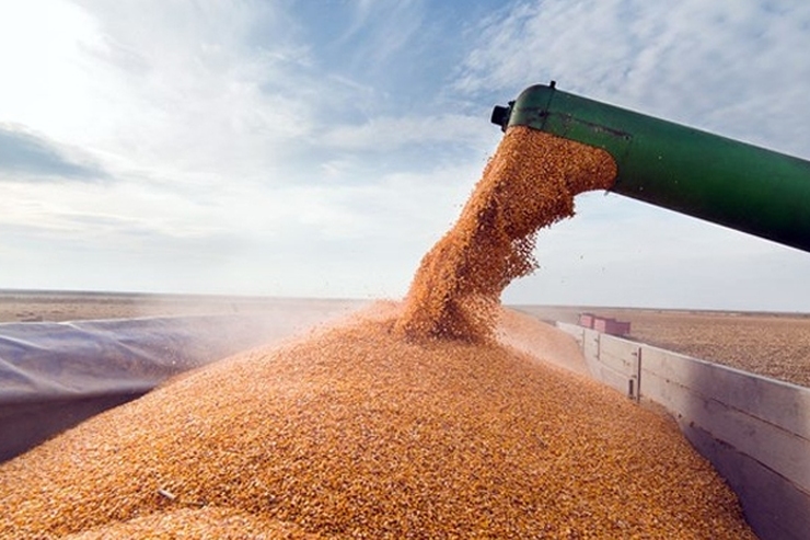 بازار محصولات کشاورزی در خطر | کاهش ۵۵ درصدی صادرات غلات اوکراین