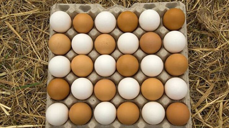 شرکت پشتیبانی امور دام، خرید تضمینی تخم مرغ را آغاز کند