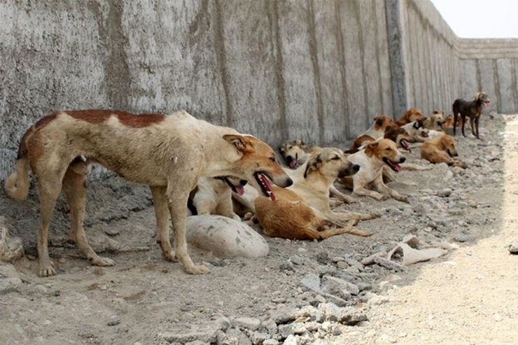 تعداد سگ‌های ولگرد در ایران ۸ برابر ترکیه + اینفوگرافیک
