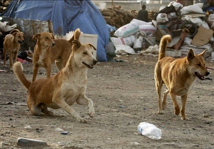 ویدئو | ممانعت عجیب برخی افراد از جمع‌آوری سگ‌های ولگرد در قم