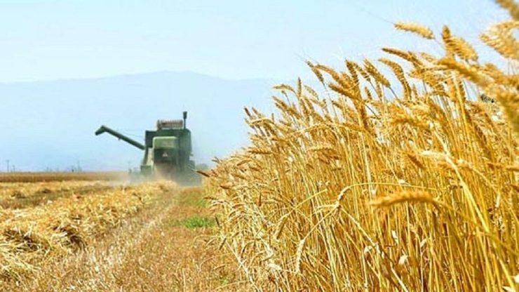 هندوستان صادرات آرد گندم را محدود کرد