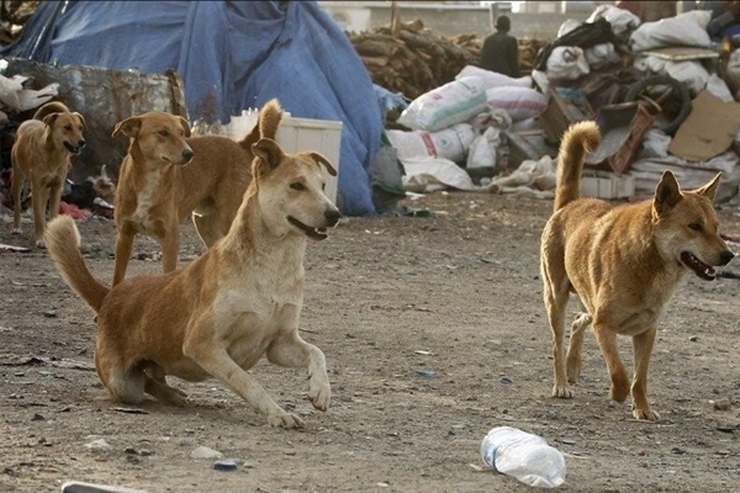جولان ۴۰۰ هزار سگ ولگرد در تهران | کشف دو مورد هاری