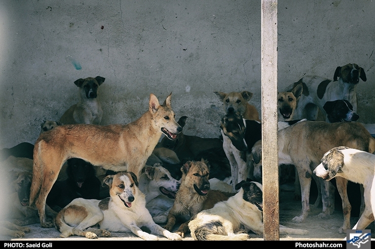 ۱۱ هزار مورد گازگرفتگی سگ‌های ولگرد در مشهد تنها در یکسال