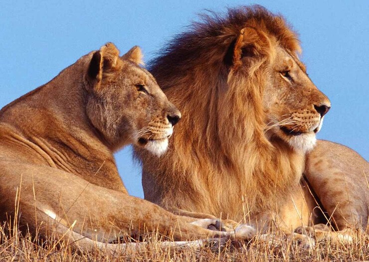 ویدئو| واکنش جالب دو شیر از دیدن صاحب قبلی خود پس از سال‌ها