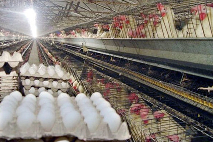 هر شانه تخم مرغ را بیشتر از ۸۰ هزار تومان نخرید