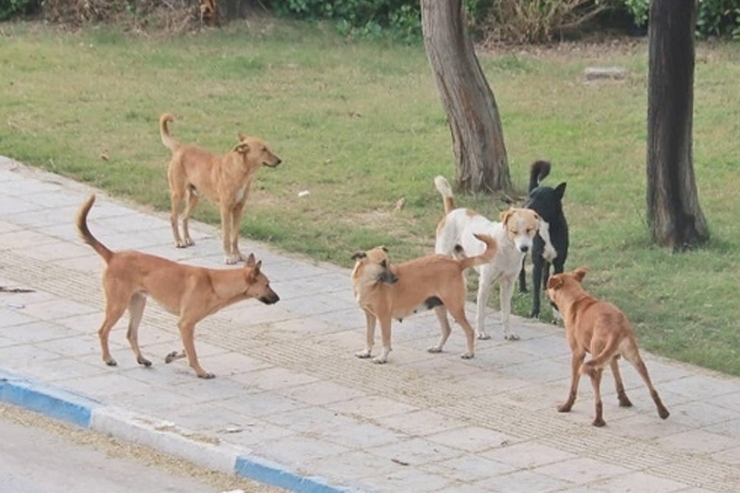 سگ‌های ولگرد گوش کودک اهوازی را خوردند! + عکس