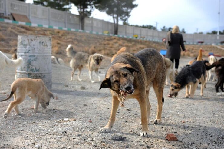ویدئو| وضعیت فاجعه‌بار سگ‌های ولگرد در شهرستان دماوند