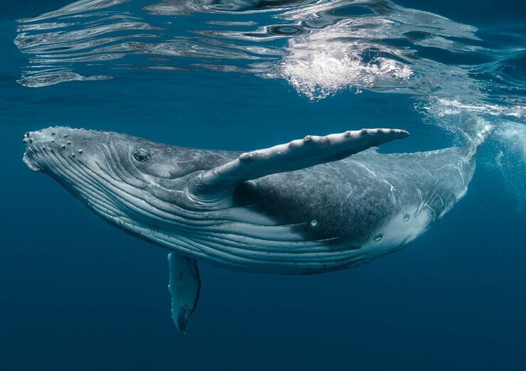 ویدئو| بلعیدن دو نفر توسط نهنگ
