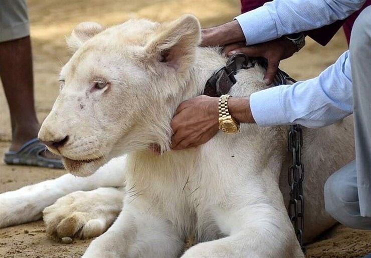 صاحب باغ‌وحش خانگی در خمینی‌شهر بازداشت شد| سرنوشت شیر آفریقایی چه می‌شود؟