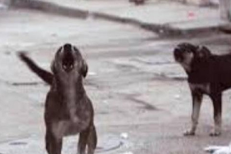 حمله مرگبار سگ‌های ولگرد | گلوی کودک ۴ ساله را پاره کردند!